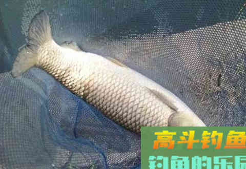 7种野钓草鱼佳饵配方，野钓饵料还是自制的好