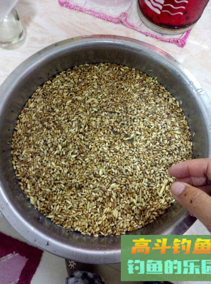 春天里:自制中药型小麦挂钩饵料