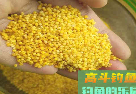 自制打窝酒米一点也不难，按照这套教程来就对了