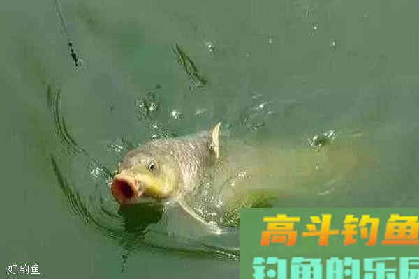 野钓鲤鱼必杀饵料配方，香甜可口，不愁钓不到鱼