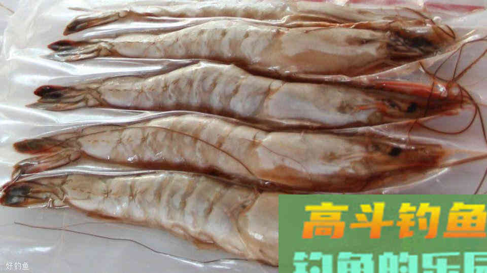 这是比红虫、蚯蚓都厉害的存在，鲜虾自制饵做法