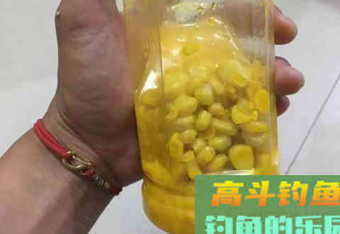 自制玉米钓饵钓大鱼，黑坑野钓两用