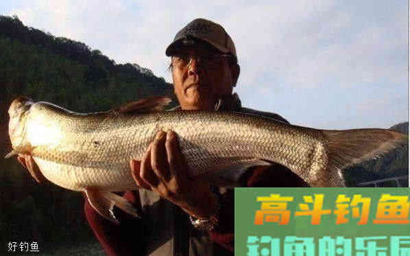 想钓大鱼，只要有这一种材料自制饵就足够！