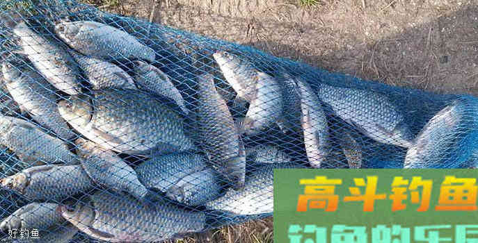 早春野钓大鲫鱼的两款饵料，附制作方法