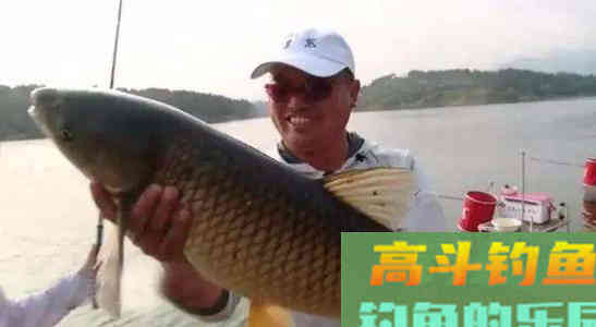 想钓大鱼，只要有这一种材料自制饵就足够！
