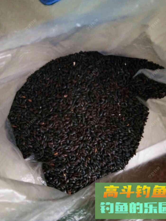 试做黑米窝料，等待检验诱鱼效果！