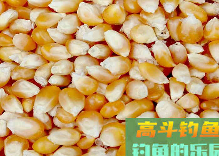 推出一款自用多年的窝料配方，专攻鲫鲤草鱼