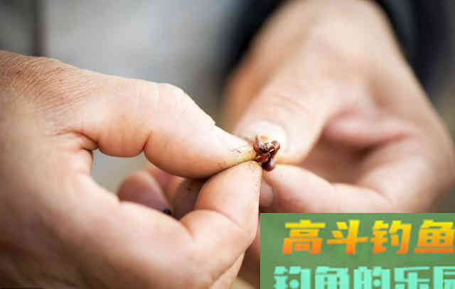 野钓常用的面饵和蚯蚓，教你几个新用法