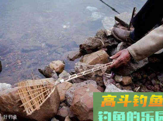 苍蝇也可以做饵料，而且鱼获还比以前多一半