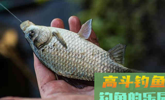 野钓常用的面饵和蚯蚓，教你几个新用法