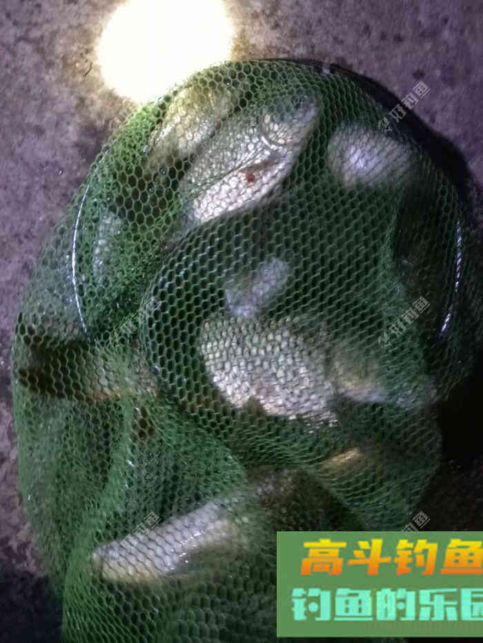 歪打正着，制的一款好窝料