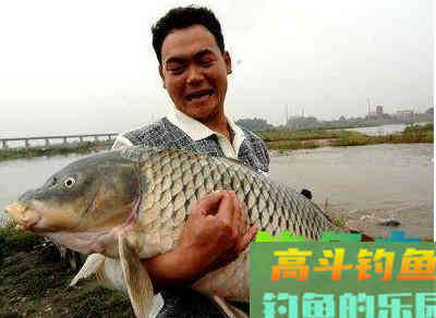 钓鲤鱼经典配方，十五斤的鲤鱼都能诱过来