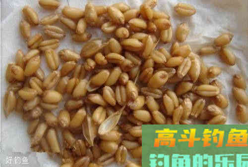 推荐三款春钓鲫鱼饵，用了不说好我揍你