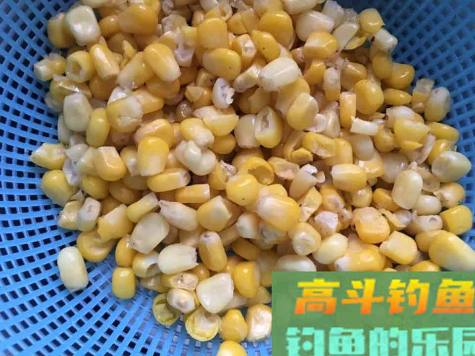 自制玉米钓饵钓大鱼，黑坑野钓两用
