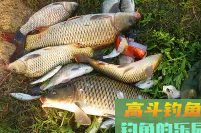 夏季钓鱼，可以尝试用这五种饵钓大鱼