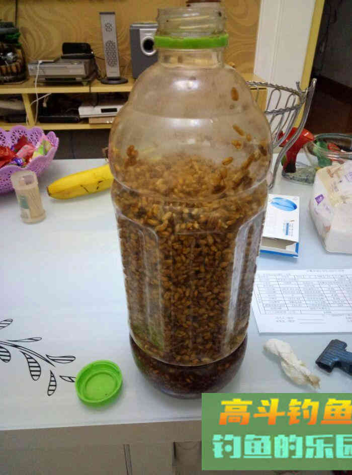 春天里:自制中药型小麦挂钩饵料