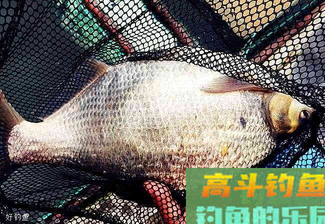 早春二月份，钓鳊鱼的饵料与窝料使用