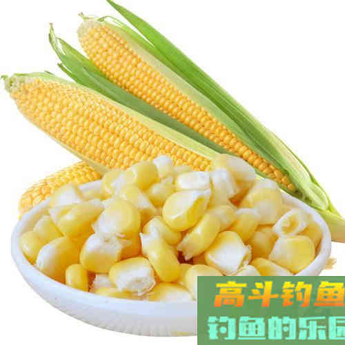 制作玉米麦粒窝料，野钓收获大鱼又不闹小鱼