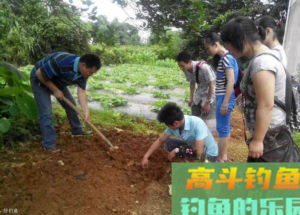 蚯蚓钓鱼使用小技巧，让钓鱼爱好者少走弯路