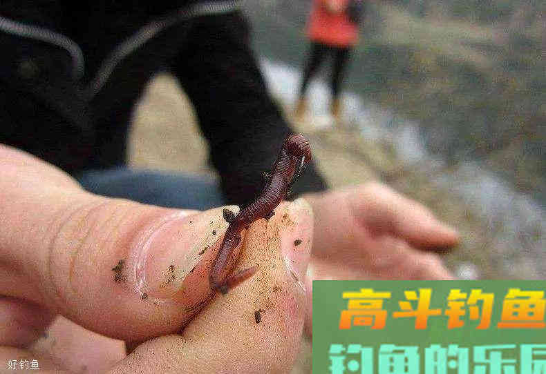 蚯蚓钓鱼使用小技巧，让钓鱼爱好者少走弯路