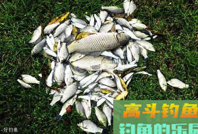 酒米的正确制作，很多钓友少了这一步，难怪诱不到鱼