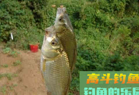 推荐三款春钓鲫鱼饵，用了不说好我揍你