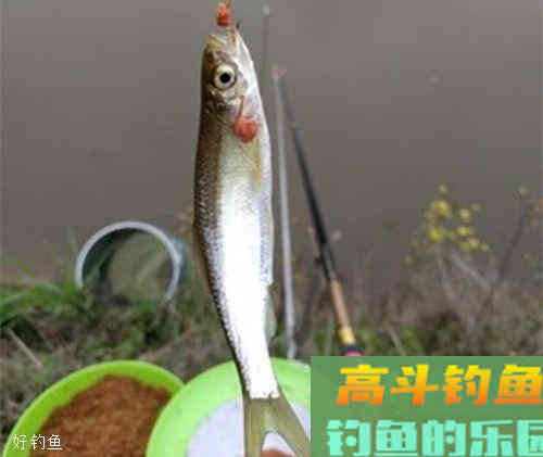 春季野钓到底该不该用小药?我们好好讨论下