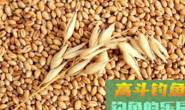 制作玉米麦粒窝料，野钓收获大鱼又不闹小鱼