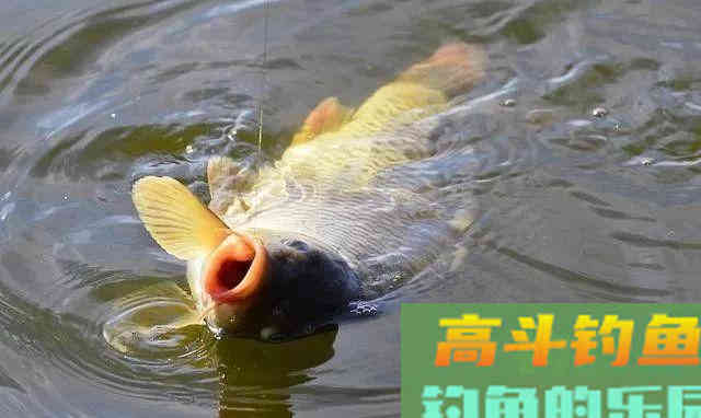 制作玉米麦粒窝料，野钓收获大鱼又不闹小鱼