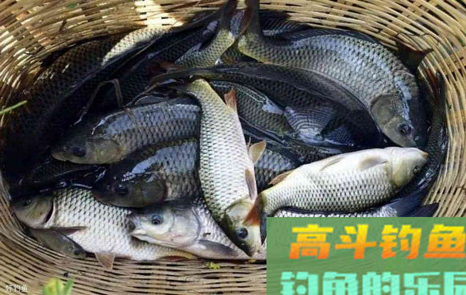 目前最难配的中药钓鱼药酒，但是效果超群