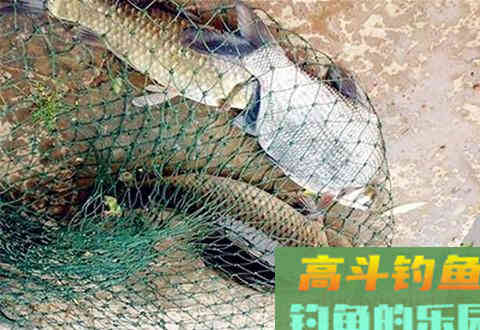 应对小杂鱼的窝料，使用这两款配方