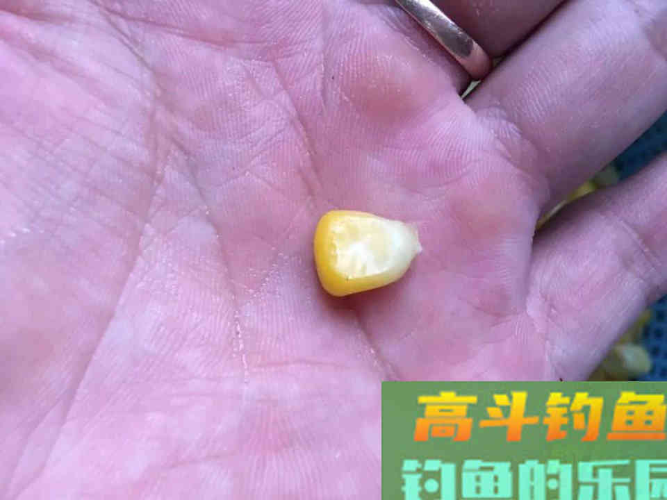 自制玉米钓饵钓大鱼，黑坑野钓两用