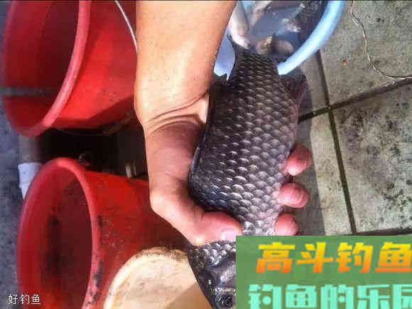 自己制作钓鱼打窝神料，屡试不爽