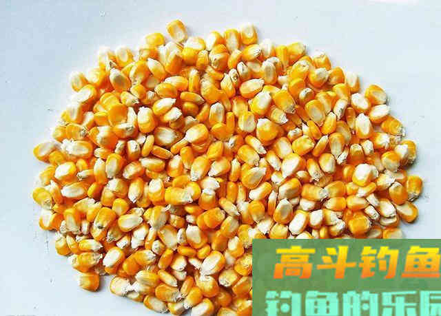 每年五月份都用这种饵料诱鲤鱼，鲤鱼上钩真的快
