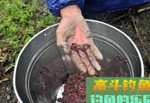 老钓鱼人为大家分享蚯蚓垂钓的详细用法升级版
