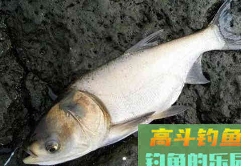 夏季野钓鲢鳙的几个自制饵料配方