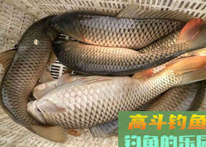 推出一款自用多年的窝料配方，专攻鲫鲤草鱼