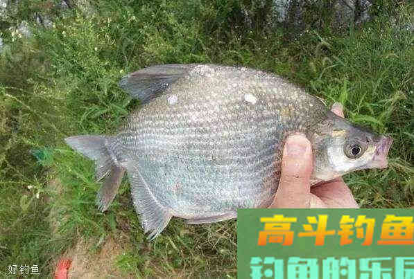 早春二月份，钓鳊鱼的饵料与窝料使用