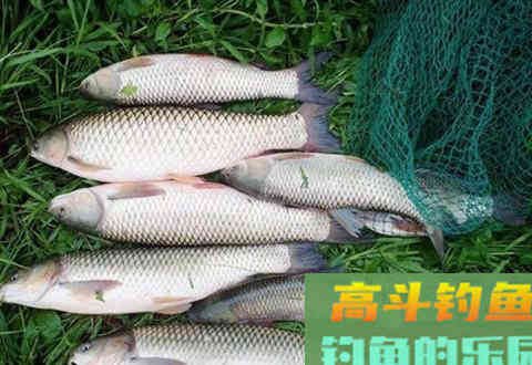 如何用自制花生饵钓草鱼？