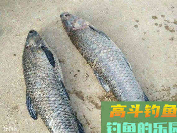 钓青鱼饵料自制配方，上大青鱼就靠这款饵料了