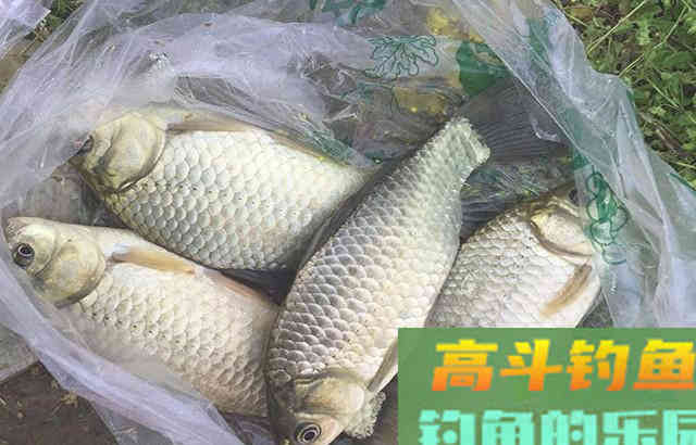 分享一套专攻鲫鱼鲤鱼草鱼的窝料配方