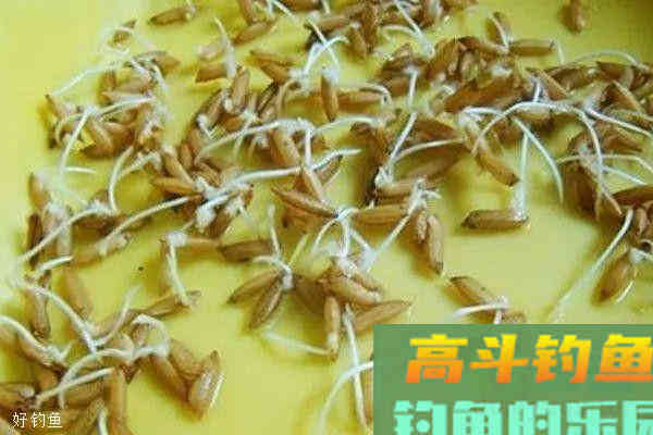 野钓草鱼绝杀饵料，每次使用都不会让你失望