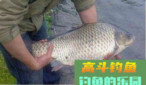 野钓水中无鱼，不妨试下这款饵料