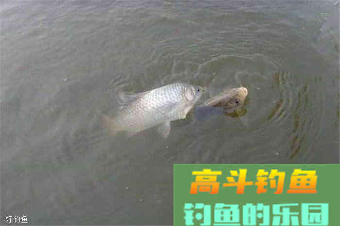 拉饵还是搓饵？论这两种方法的利弊