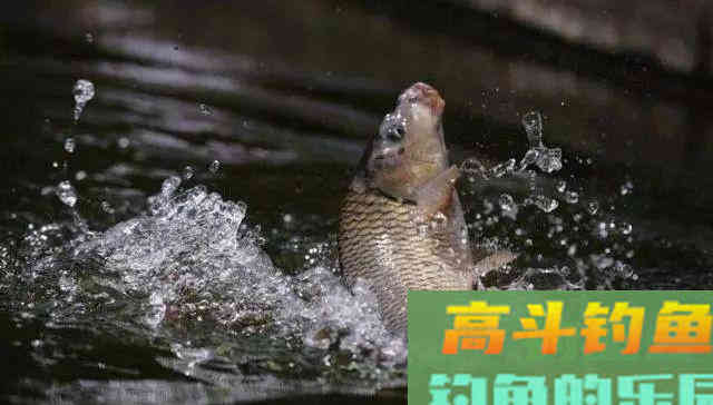 两招解决杂鱼太多，饵料入水被围堵情况