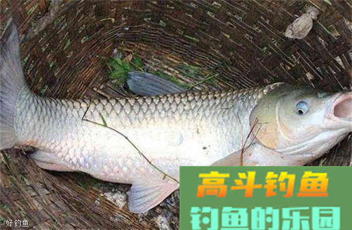 饵料的三大类以及五种挂蚯蚓的方法