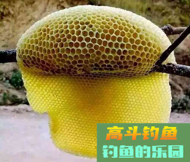 野生鲤和黑坑鲤，生长环境不同，配饵时味型也要有区别