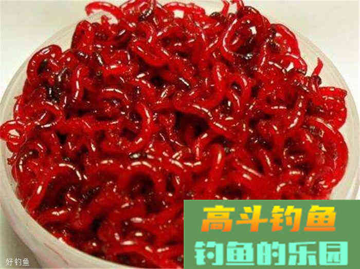 冬天钓鱼如何用饵，看民间高手的全面分析