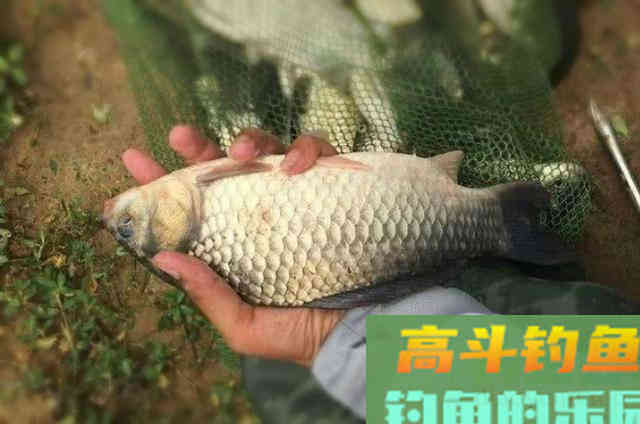 麦粒用了多年，只要加一点它，鲫鲤草轮番上钩