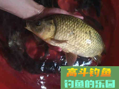 浅谈夏季野钓的三招选饵技巧